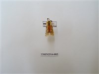 藏品(碎斑黃東燈蛾)的圖片